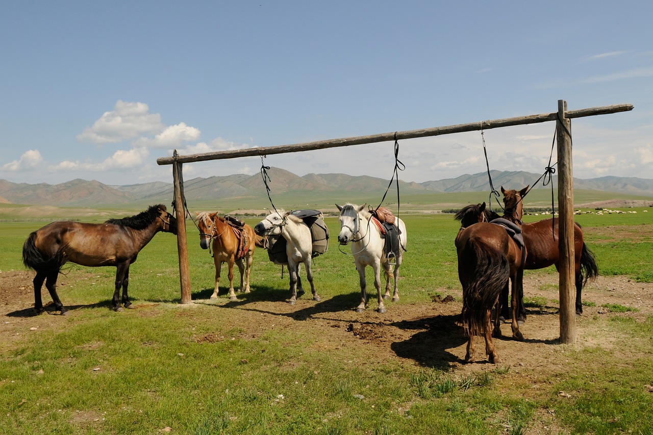 Mongolija, Arkliai, Pertrauka, Nemokamos Nuotraukos,  Nemokama Licenzija