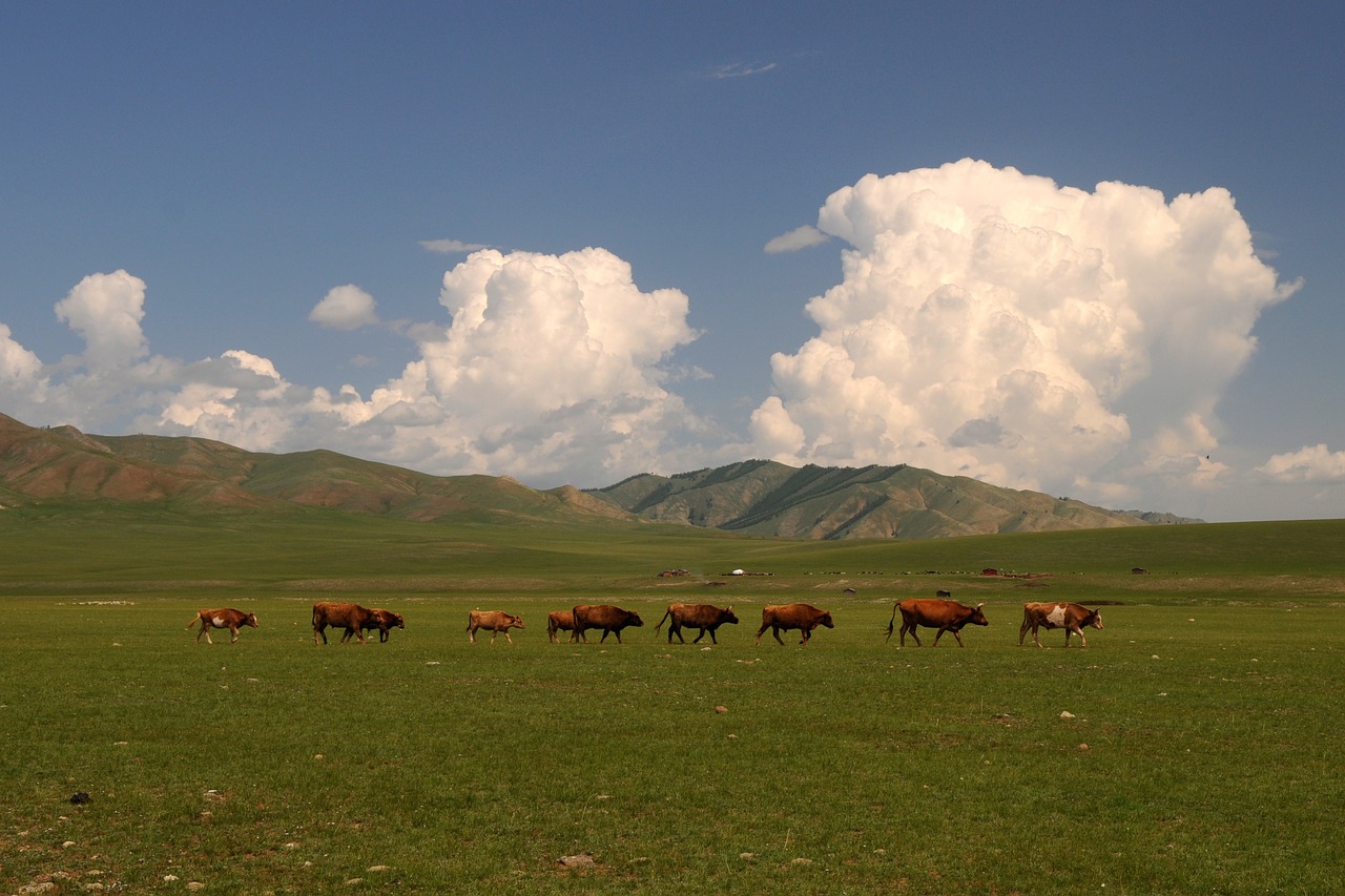 Mongolija, Stepė, Platus, Debesys, Karvės, Nemokamos Nuotraukos,  Nemokama Licenzija