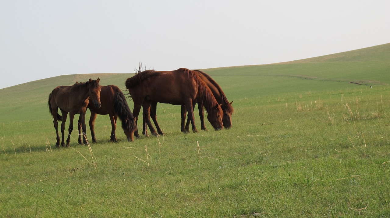Mongolijos Arklys, Prairie, Vasara, Hulunbeir, Nemokamos Nuotraukos,  Nemokama Licenzija