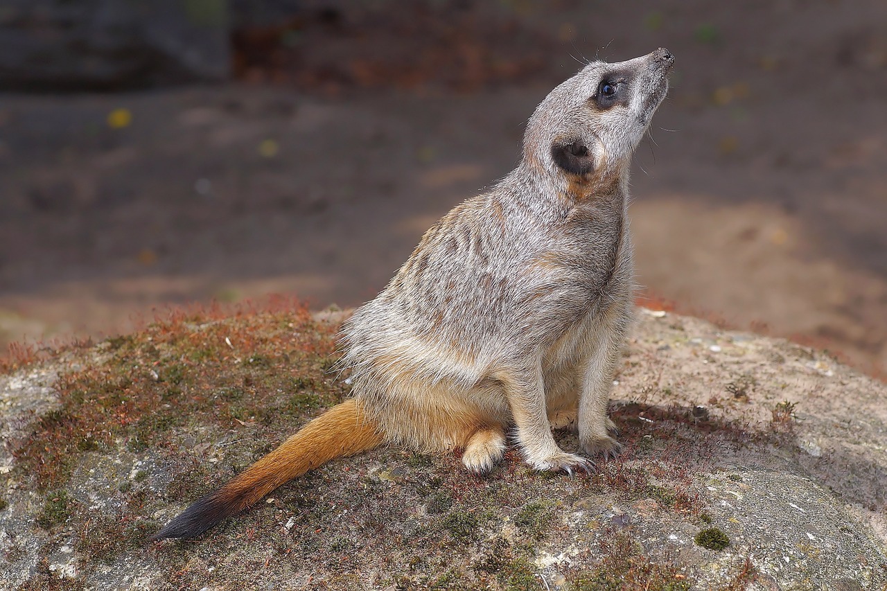 Mangoze,  Meerkat,  Žinduolis,  Zwergmanguste,  Aktyvus,  Ausschau,  Gyvas,  Juokinga,  Žiūrėti,  Scharrtier