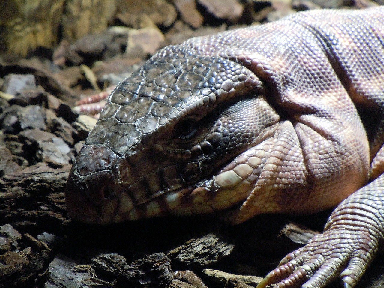 Stebėti, Varanus, Ropliai, Iguana, Driežas, Egzotiškas, Nemokamos Nuotraukos,  Nemokama Licenzija