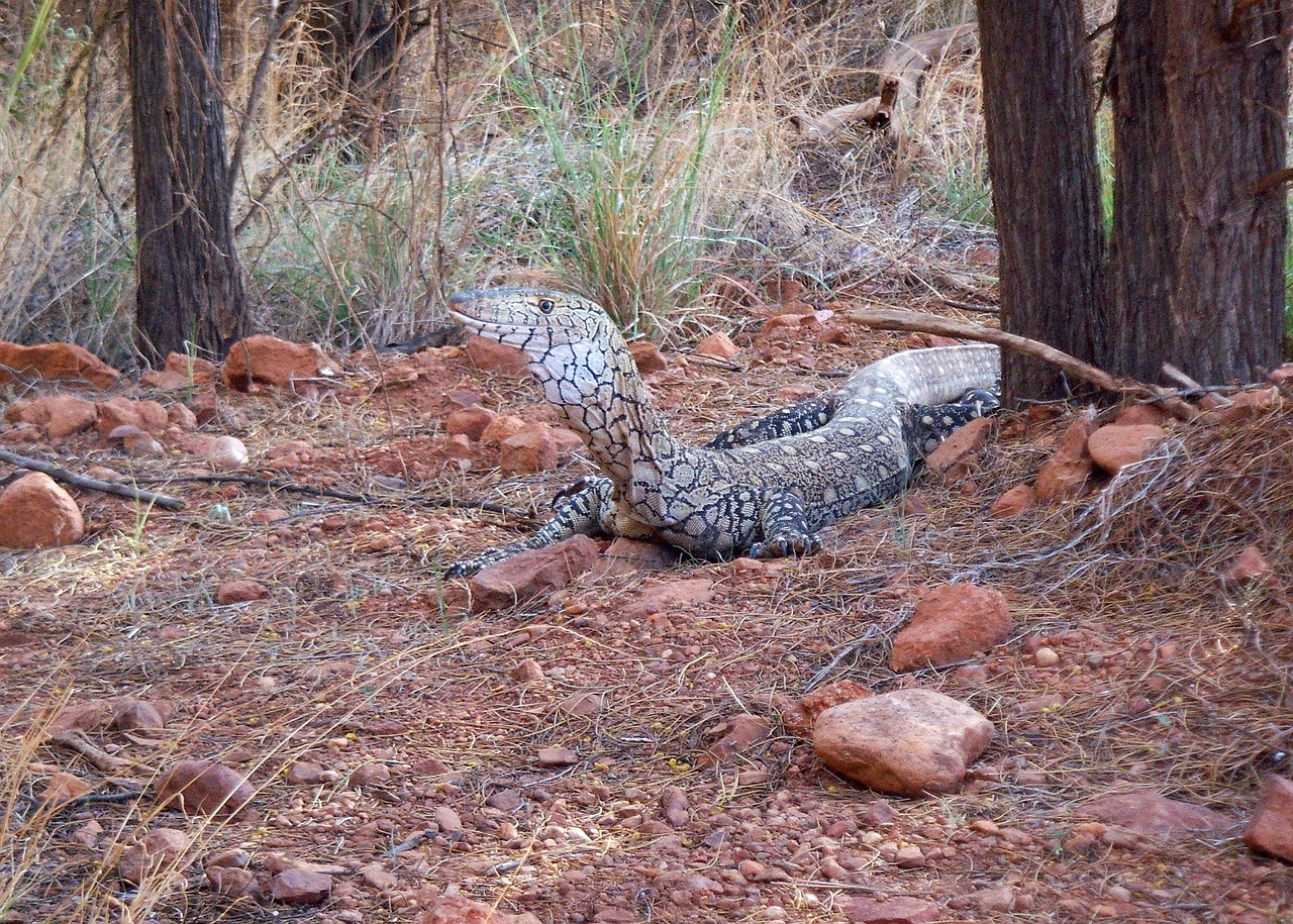Stebėti, Driežas, Mėlyna Dėmėtoji Baumwaran, Egzotiškas, Outback, Australia, Nemokamos Nuotraukos,  Nemokama Licenzija