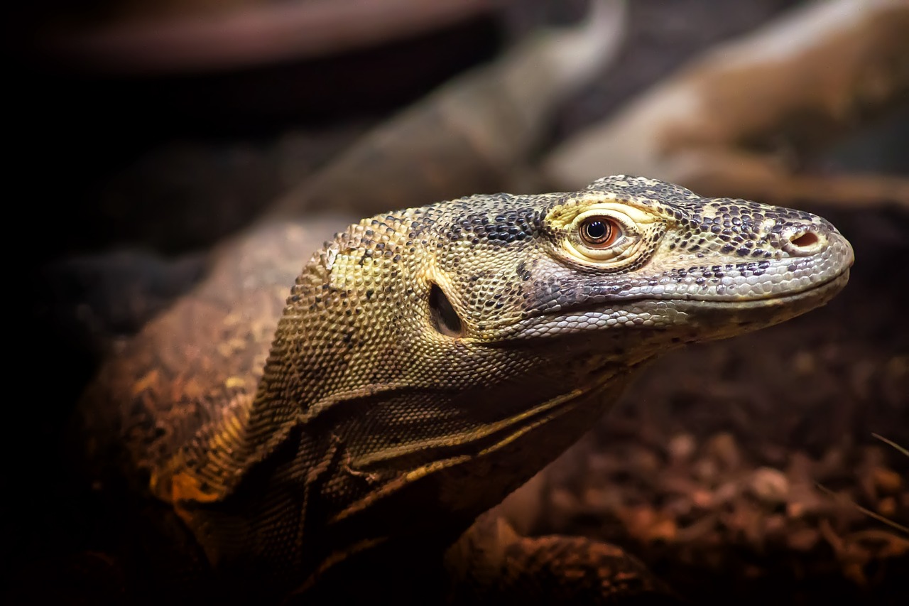 Stebėti,  Driežas,  Ropliai,  Egzotiškas,  Gyvūnas,  Zoologijos Sodas,  Gamta,  Vabzdžių Valgytojas, Nemokamos Nuotraukos,  Nemokama Licenzija