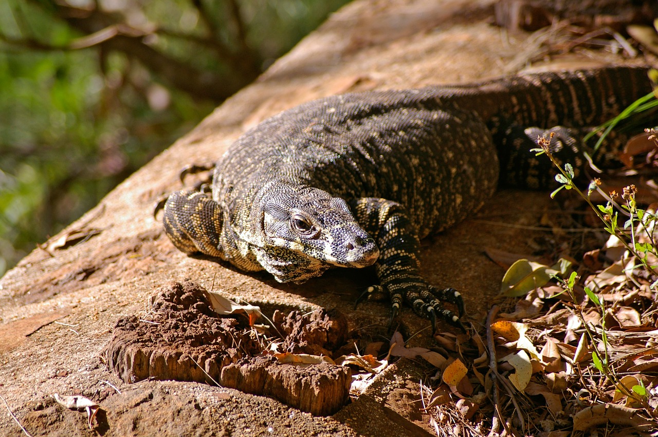 Stebėti Driežas, Driežas, Goanna, Australia, Queensland, Atogrąžų Miškai, Ropliai, Nemokamos Nuotraukos,  Nemokama Licenzija