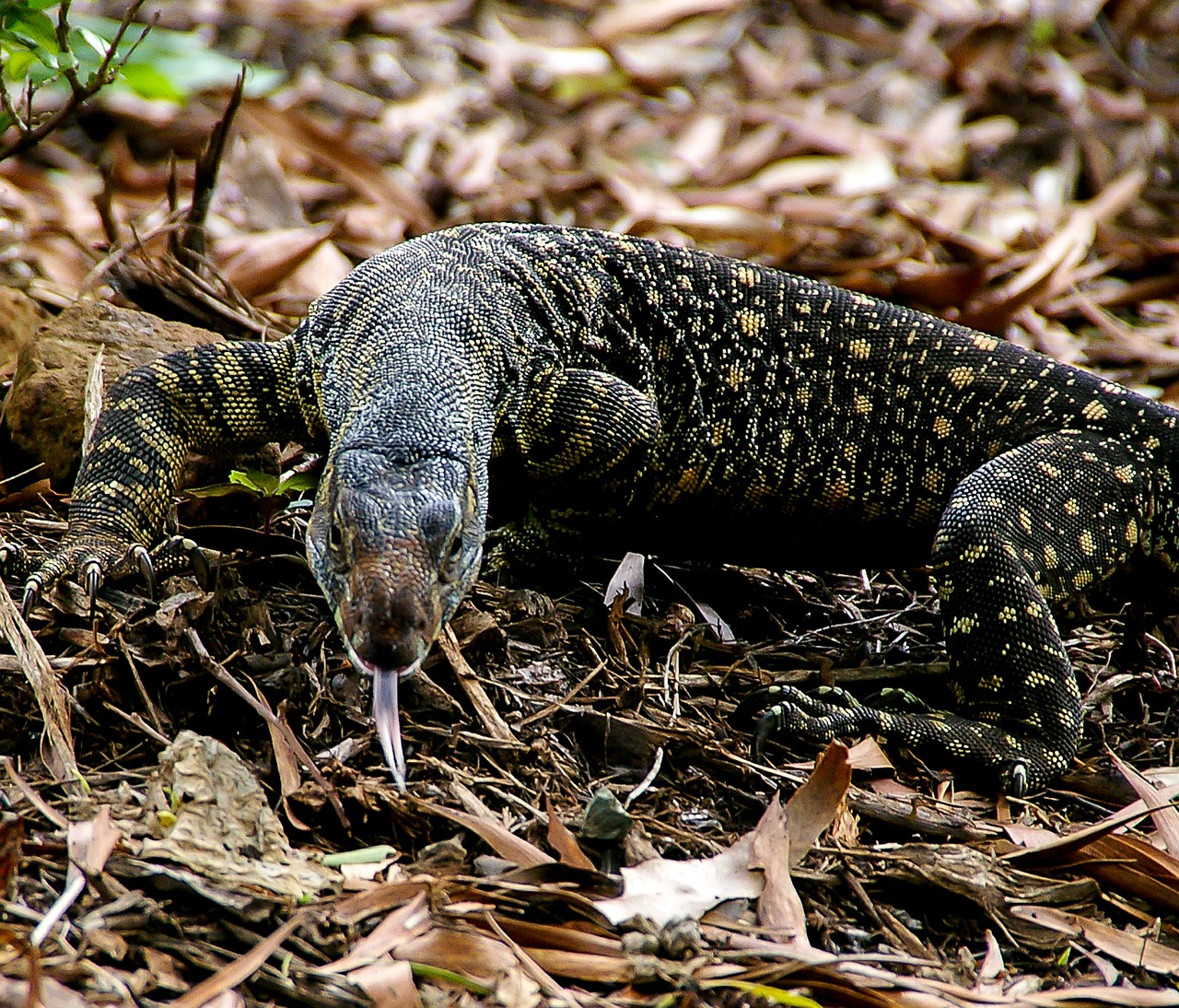 Stebėti Driežas, Goanna, Ropliai, Laukinė Gamta, Liežuvis, Miškas, Gamta Arti Queensland, Australia, Nemokamos Nuotraukos,  Nemokama Licenzija