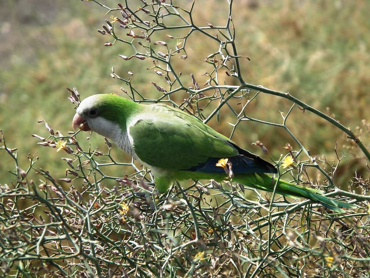 Vienuolis Parakeetas, Parakeet, Paukštis, Žalias, Pilka, Nemokamos Nuotraukos,  Nemokama Licenzija