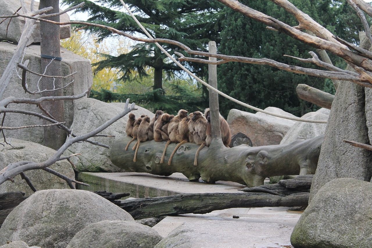 Beždžionė, Medis, Zoologijos Sodas, Gamta, Šeima, Pierre, Roche, Gyvūnas, Miškas, Įdomu