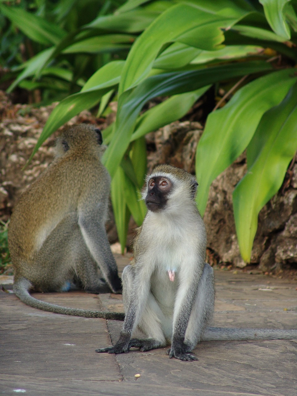 Beždžionė, Makake, Afrika, Kenya, Nemokamos Nuotraukos,  Nemokama Licenzija