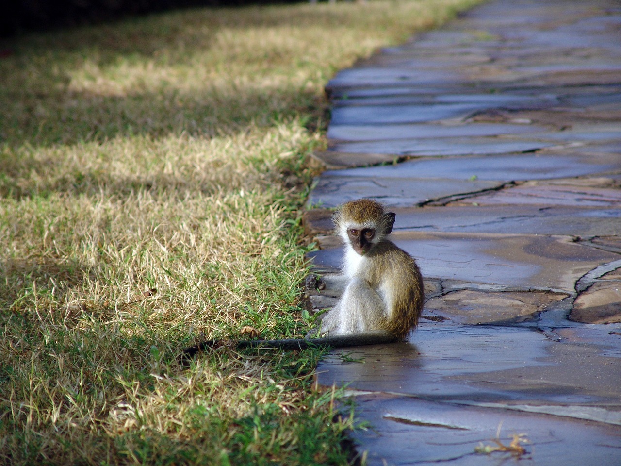 Beždžionė, Makake, Afrika, Kenya, Nemokamos Nuotraukos,  Nemokama Licenzija