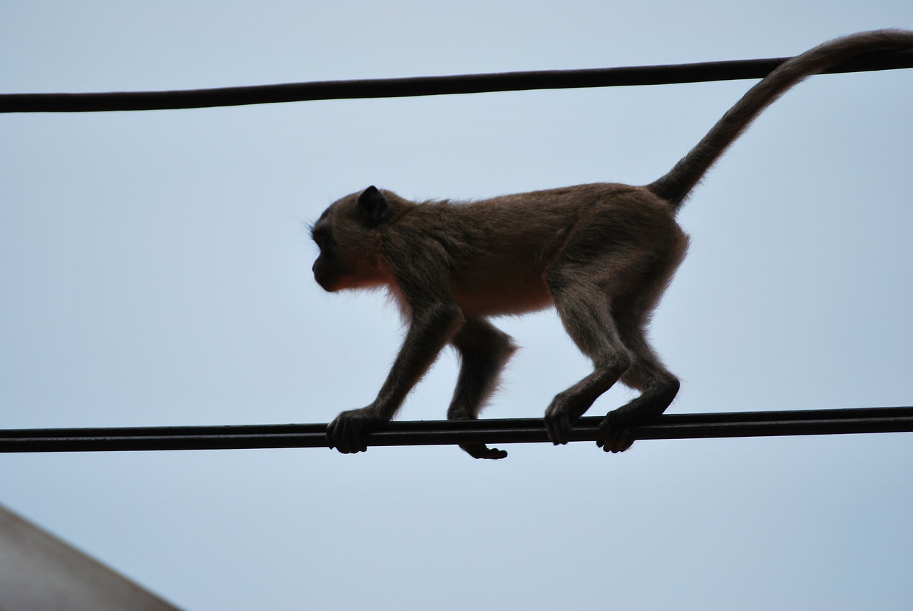 Beždžionė, Affchen, Ape, Nemokamos Nuotraukos,  Nemokama Licenzija