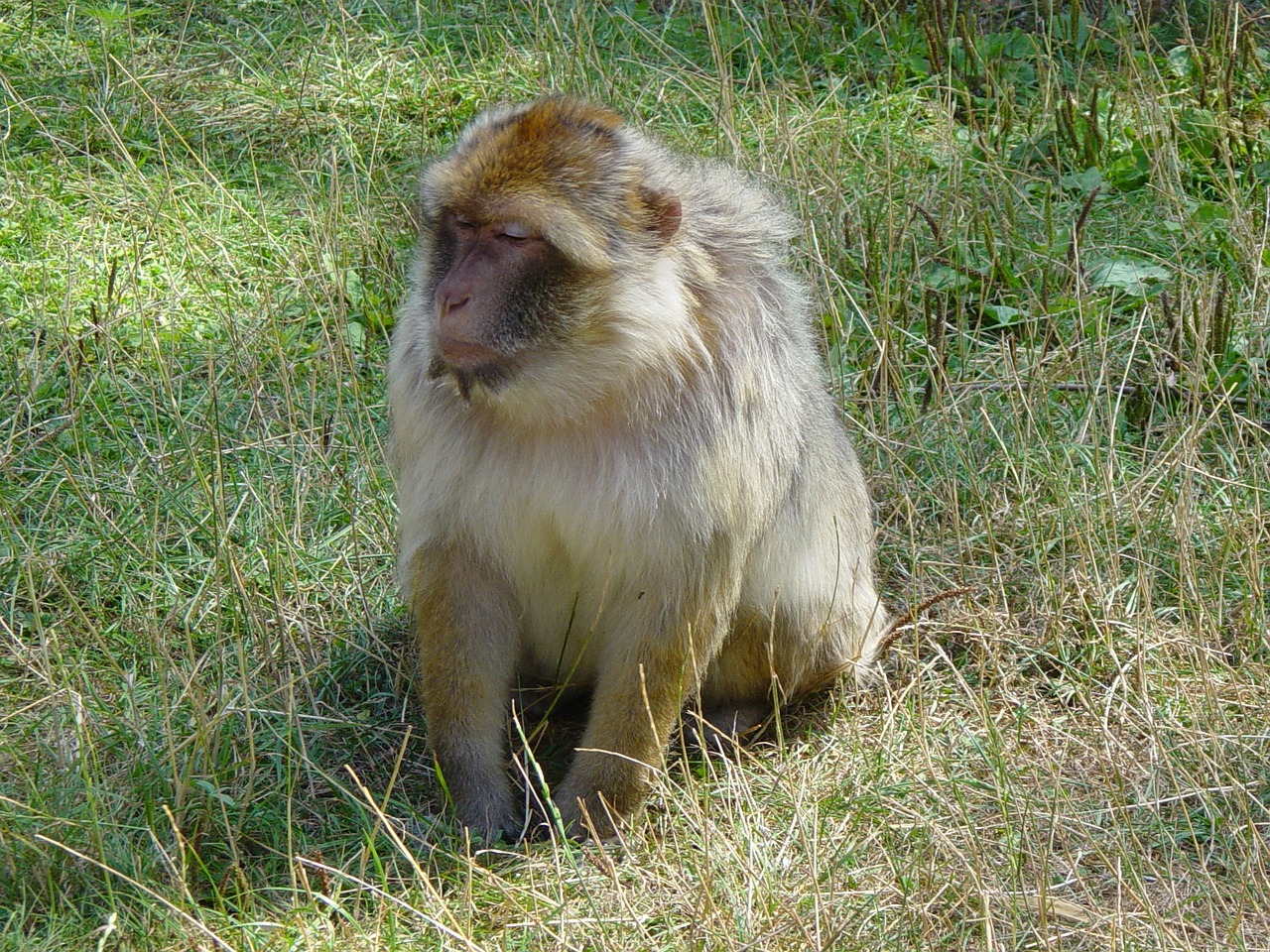 Beždžionė, Babuinas, Zoologijos Sodas, Nemokamos Nuotraukos,  Nemokama Licenzija