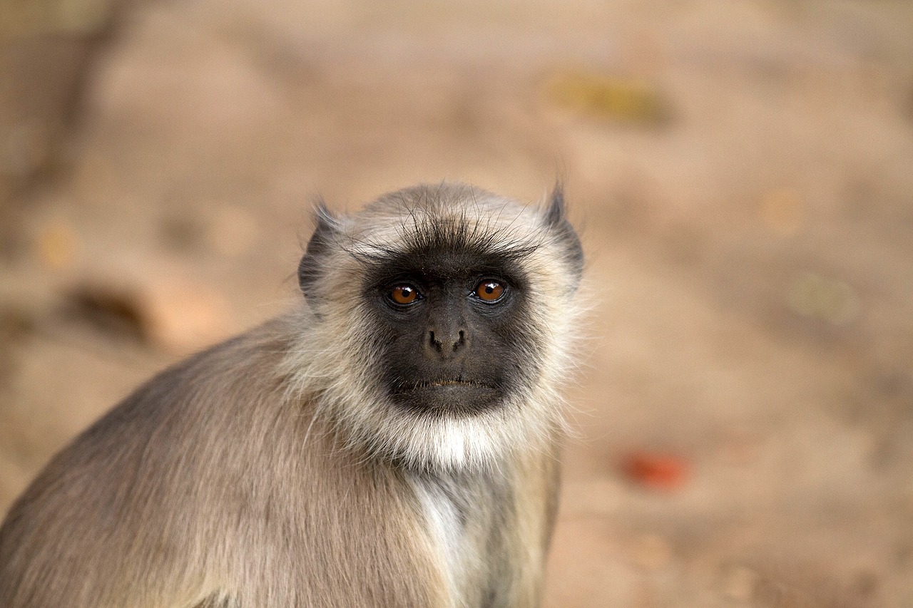 Beždžionė, Indija, Hanuman Langur, Pilkas Languras, Semnopithecus, Pilkas Languras, Langur, Schlankaffe, Gyvūnas, Nemokamos Nuotraukos