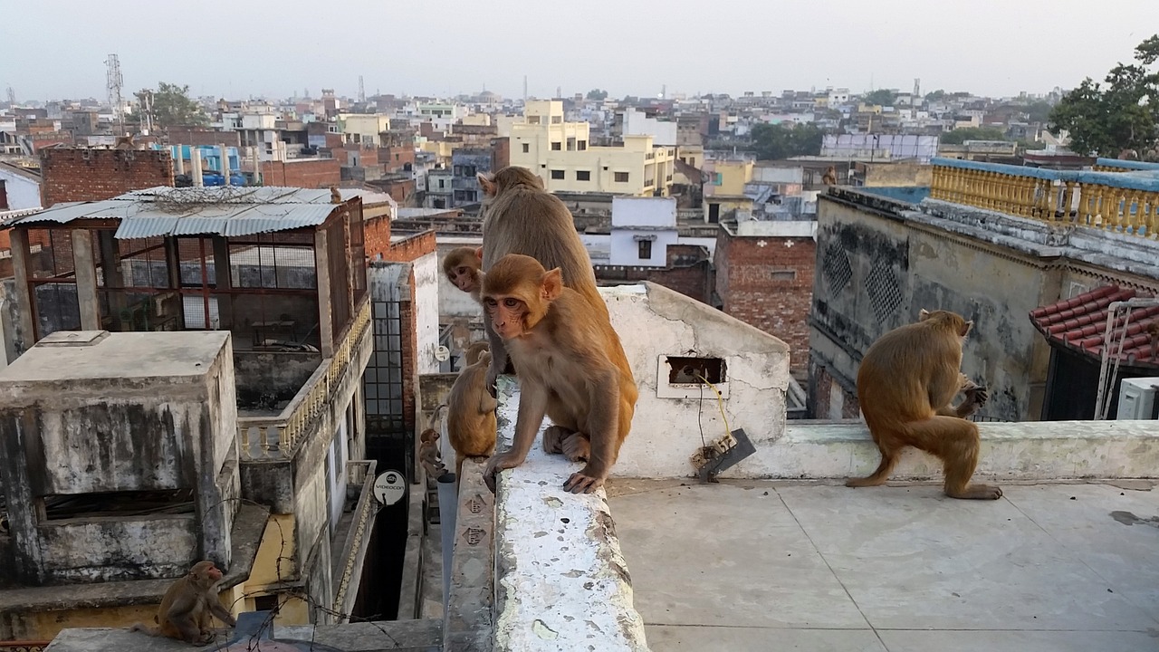 Beždžionė, Varanasi, Ant Stogo, Indija, Gyvūnai, Gatvė, Nemokamos Nuotraukos,  Nemokama Licenzija