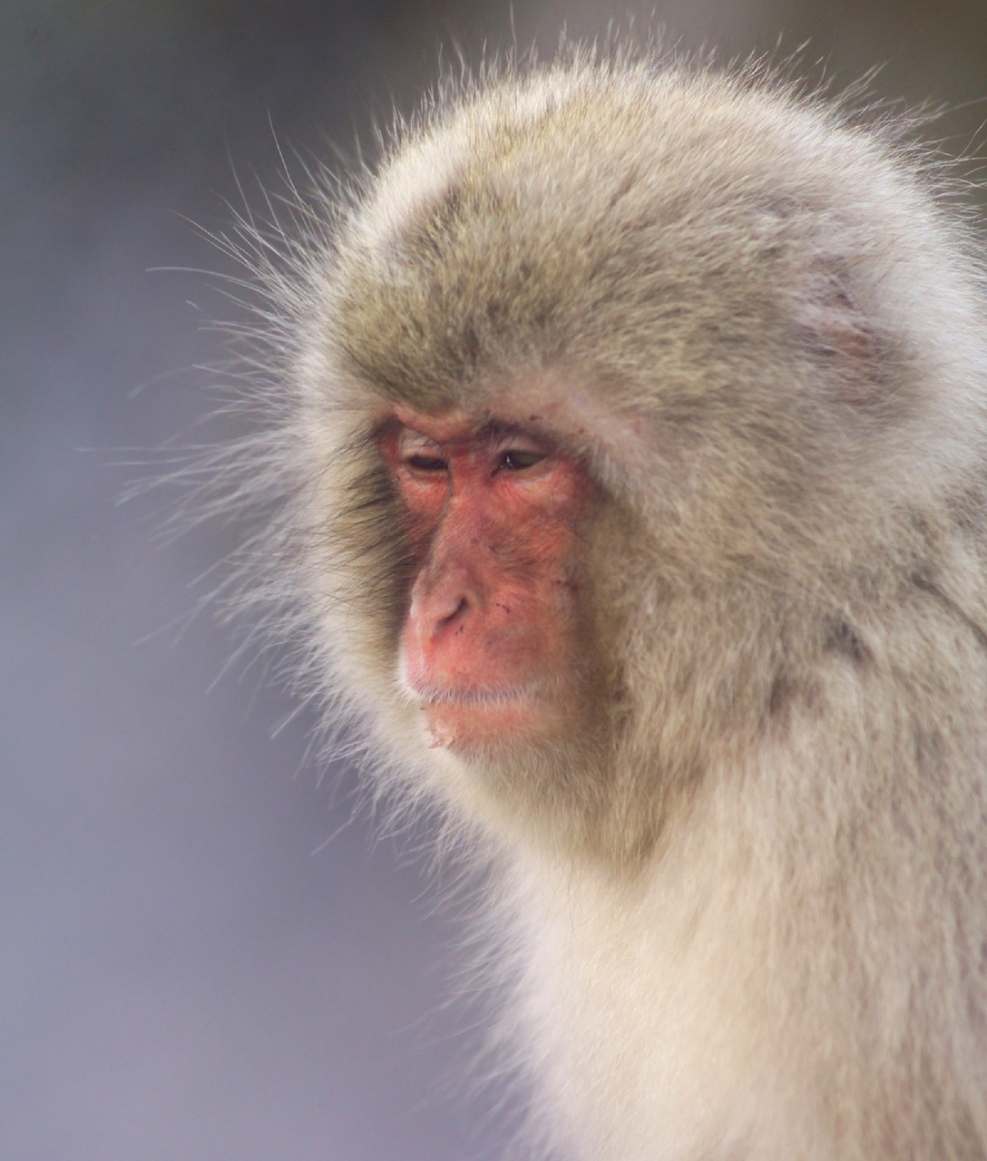 Beždžionė, Japanese Macaque, Sniego Beždžionė, Gamta, Primatas, Laukinė Gamta, Makakos, Portretas, Žiūri, Įdomu