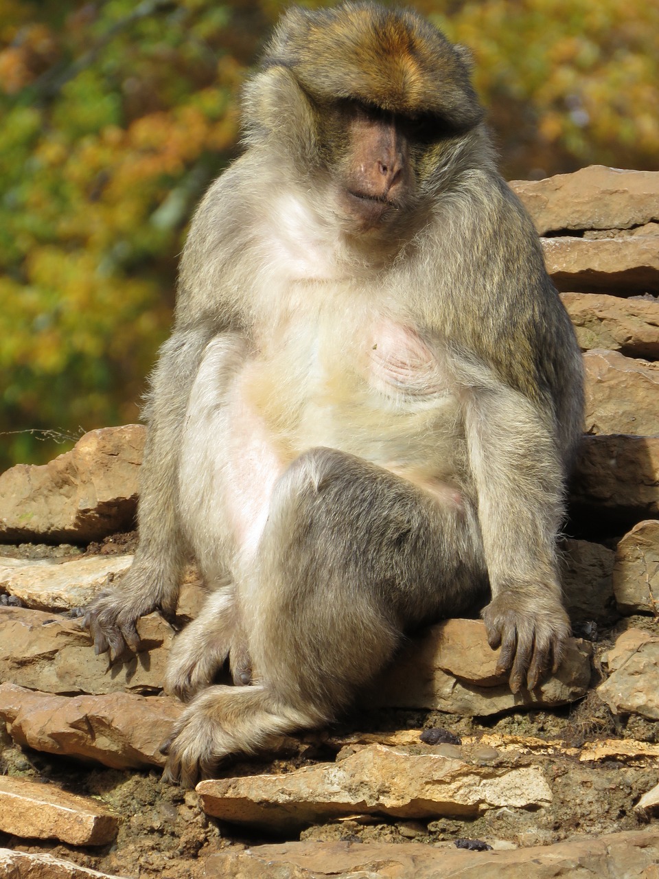 Makakas, Beždžionė, Zoologijos Sodas, Gyvūnas, Primatas, Zoologijos Sodai, Natūralus, Fauna, Lauke, Sėdi