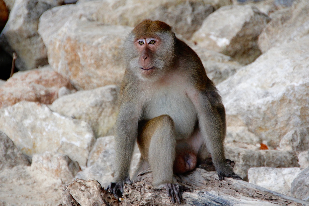 Beždžionė, Makake, Tailandas, Papludimys, Nemokamos Nuotraukos,  Nemokama Licenzija