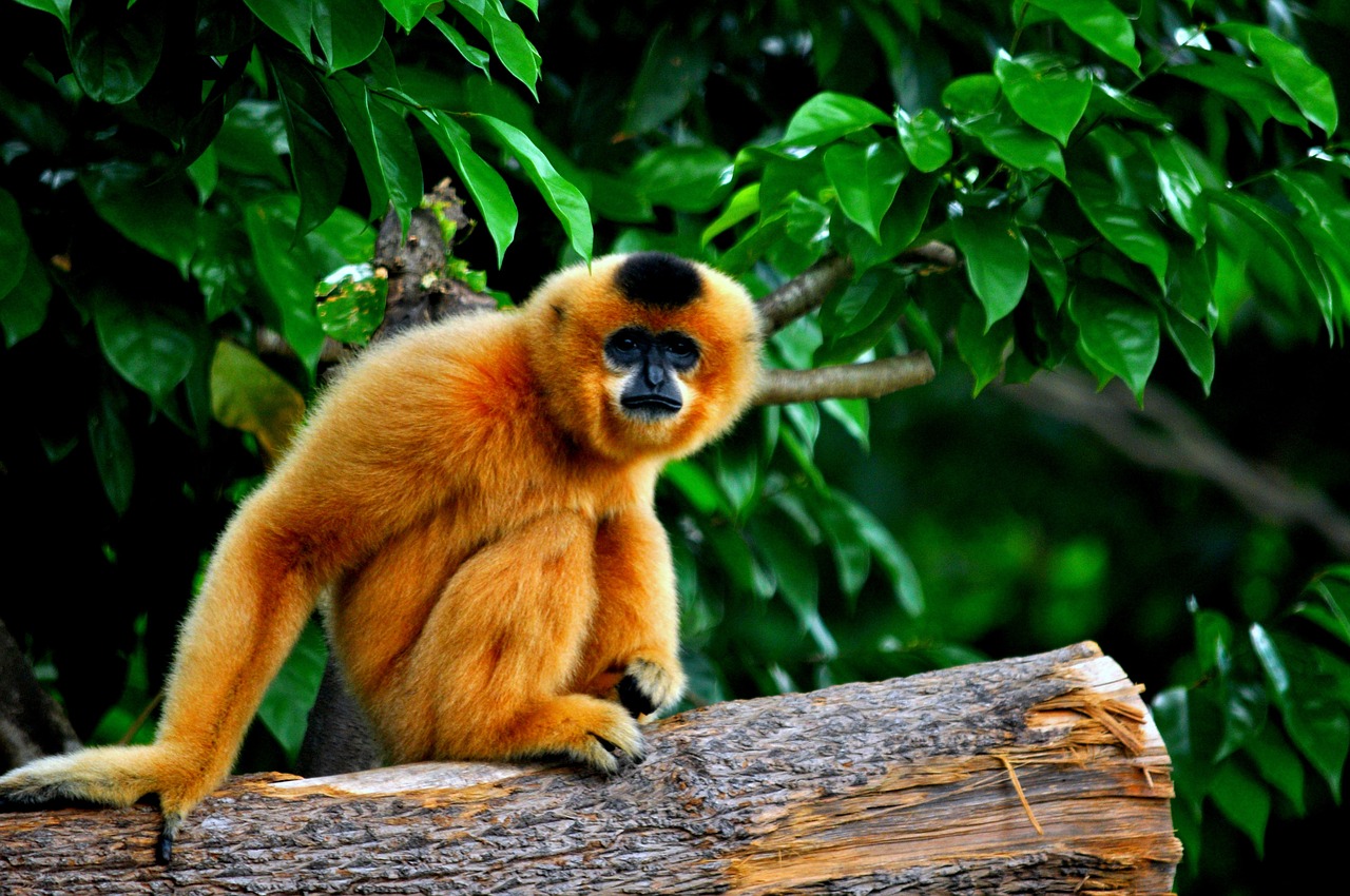 Beždžionė, Primatas, Asija, Miškas, Atogrąžų Miškai, Nemokamos Nuotraukos,  Nemokama Licenzija