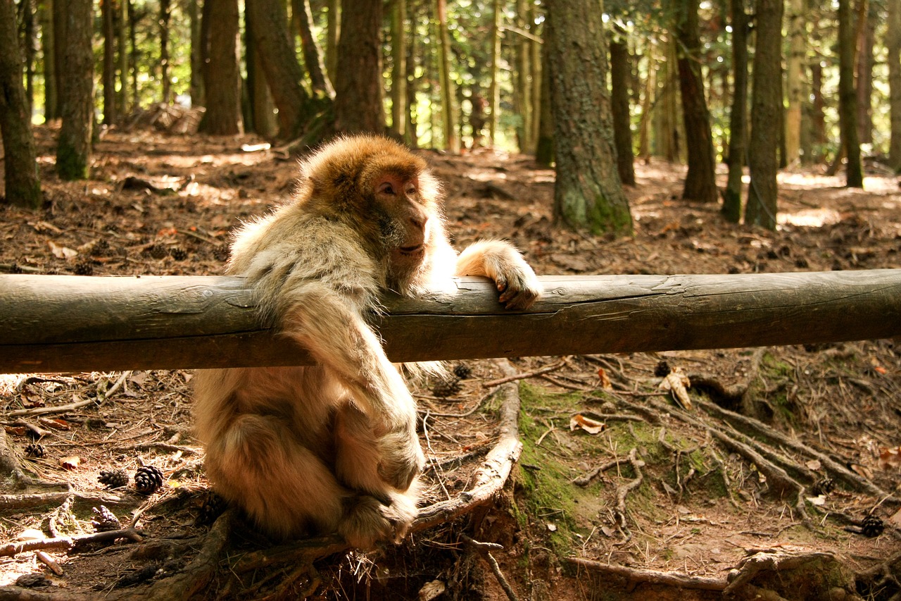 Beždžionė, Miškas, Zoologijos Sodas, Nemokamos Nuotraukos,  Nemokama Licenzija
