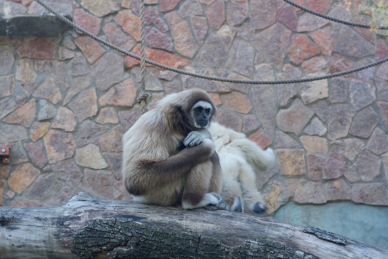 Beždžionė, Gibbon, Balta, Sėdi, Medis, Nemokamos Nuotraukos,  Nemokama Licenzija