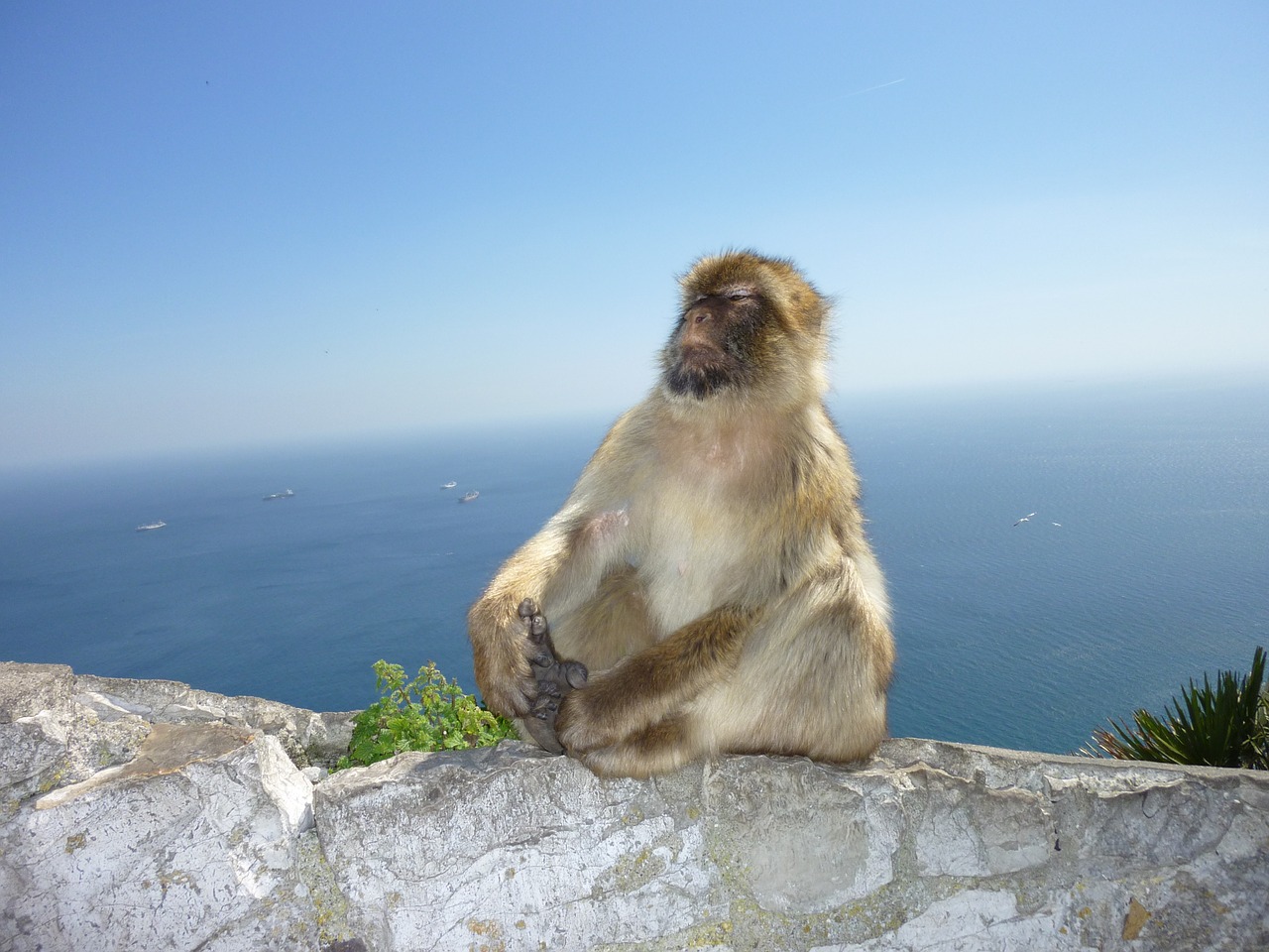 Beždžionė, Gibraltaras, Beždžionių Kalnas, Pasitikėjimas Savimi, Nemokamos Nuotraukos,  Nemokama Licenzija