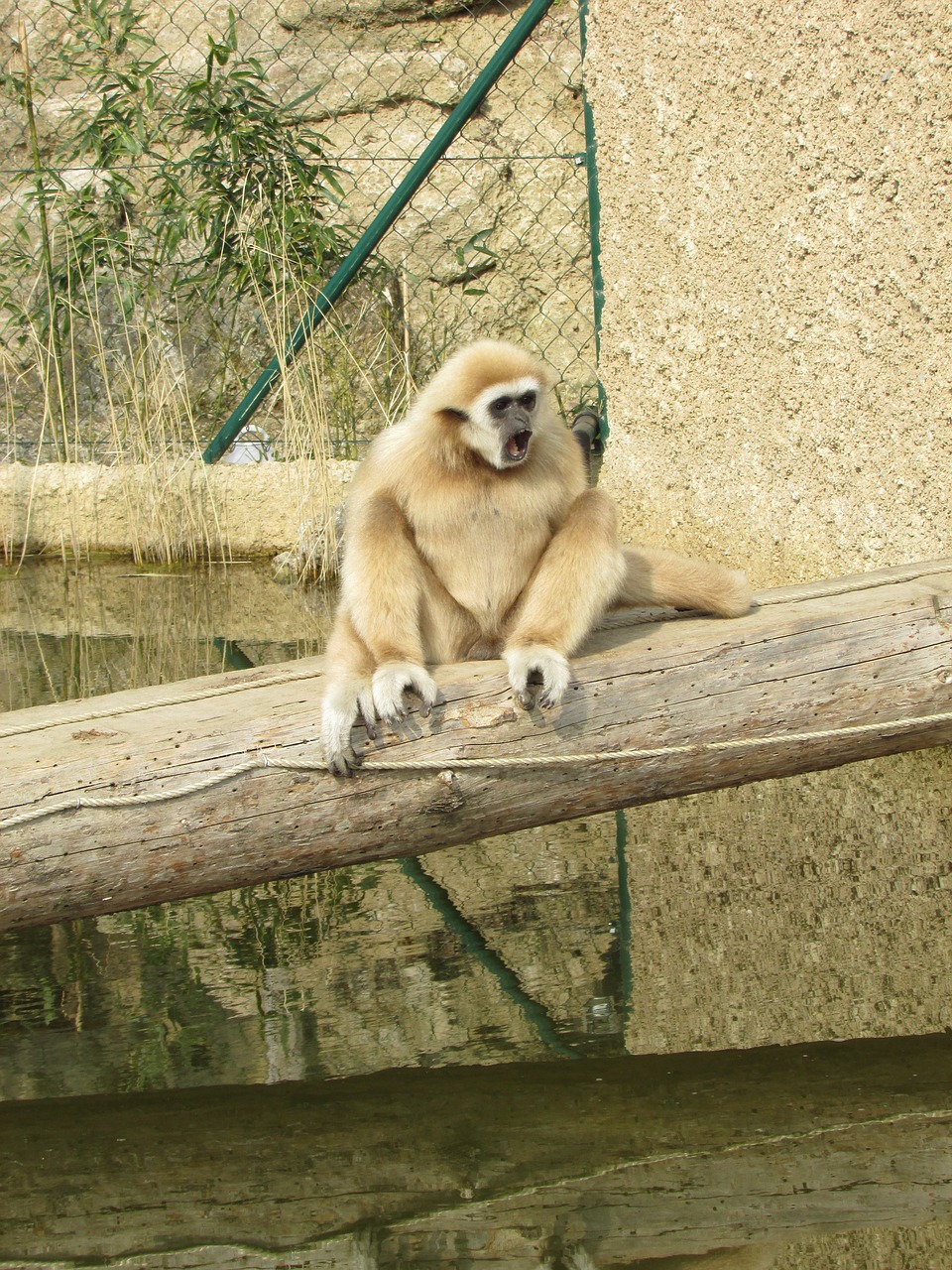 Beždžionė, Zoologijos Sodas, Gyvūnas, Gyvūnų Pasaulis, Gamta, Tiergarten, Nemokamos Nuotraukos,  Nemokama Licenzija