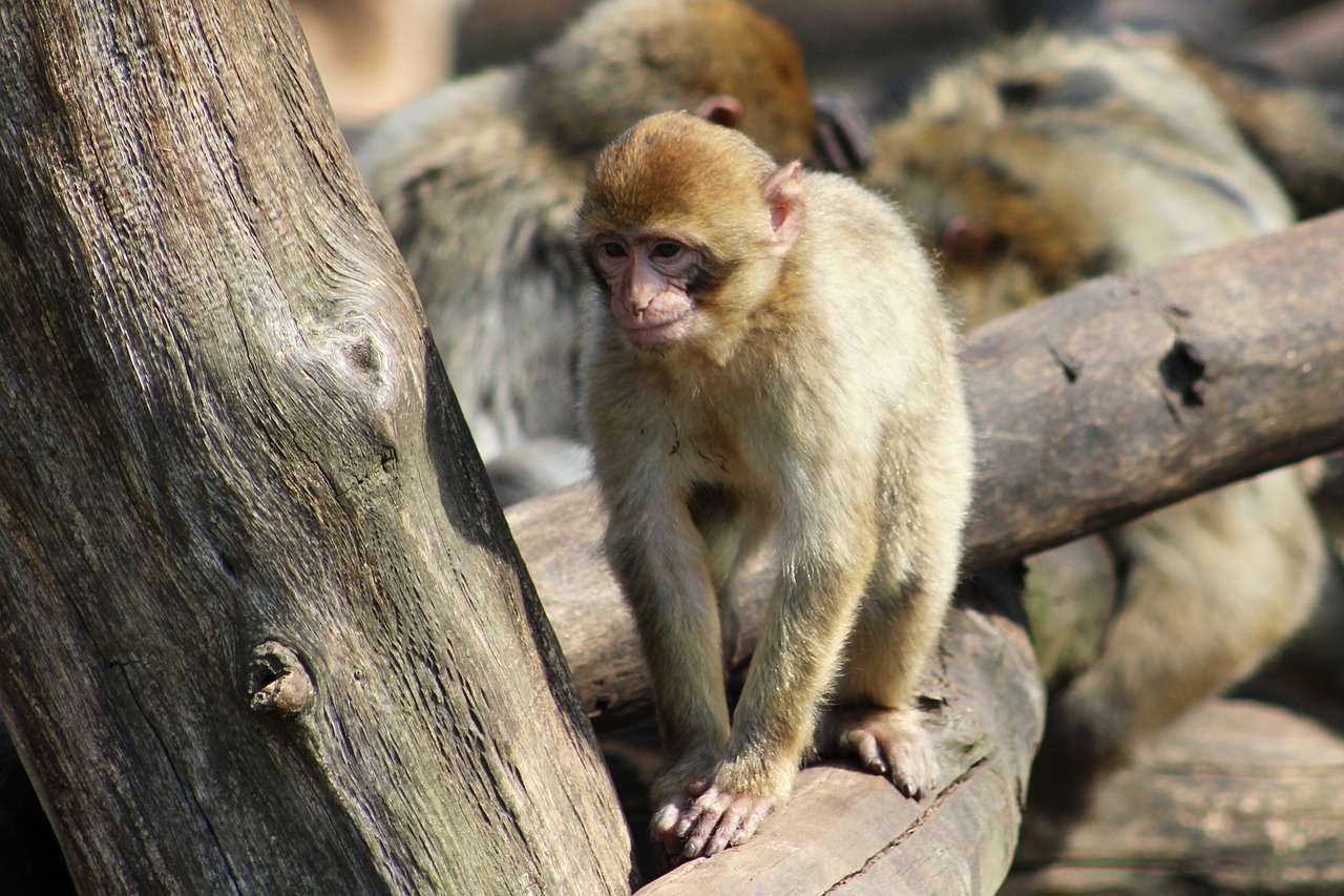 Beždžionė, Makakas, Zoologijos Sodas Chomutov, Diapazonas, Ruda, Gyvūnas, Žinduolis, Gamta, Vaizdas, Plaukai