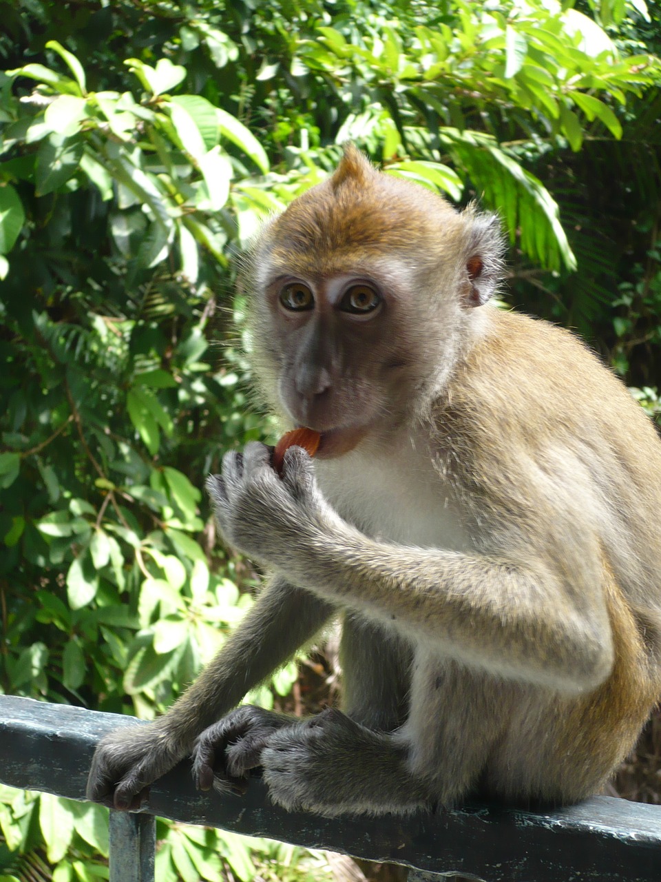 Beždžionė, Valgyti, Gyvūnai, Laukinės Gamtos Fotografija, Kailis, Nemokamos Nuotraukos,  Nemokama Licenzija
