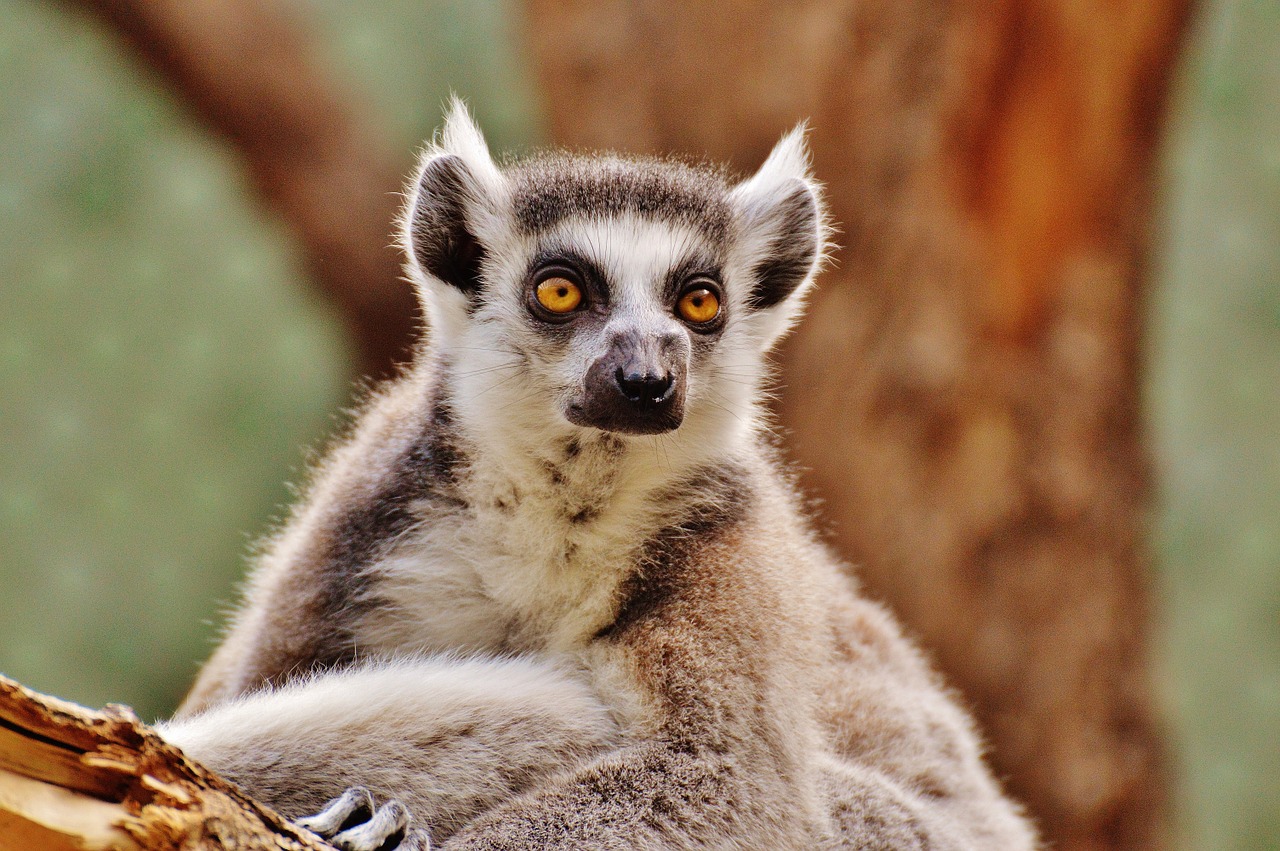 Beždžionė, Lemūrai, Gyvūnų Pasaulis, Zoologijos Sodas, Mielas, Saldus, Gyvūnas, Tierpark Hellabrunn, Munich, Nemokamos Nuotraukos