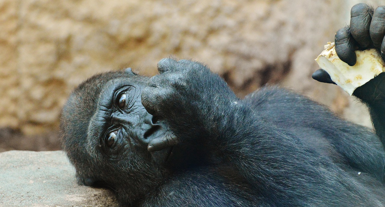 Beždžionė, Gorila, Valgyti, Zoologijos Sodas, Gyvūnas, Laukinis Gyvūnas, Tierpark Hellabrunn, Munich, Nemokamos Nuotraukos,  Nemokama Licenzija