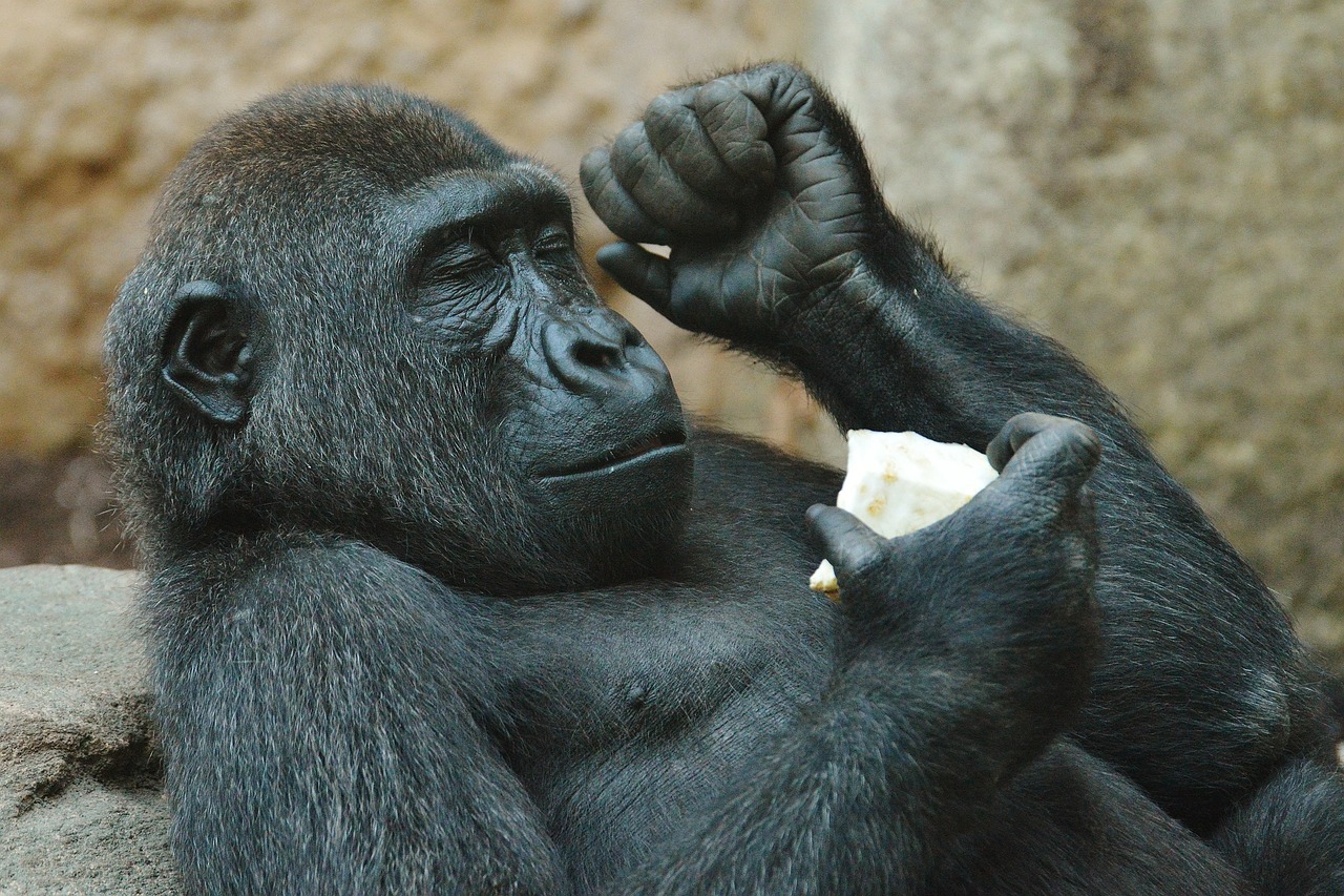 Beždžionė, Gorila, Valgyti, Zoologijos Sodas, Gyvūnas, Laukinis Gyvūnas, Tierpark Hellabrunn, Munich, Nemokamos Nuotraukos,  Nemokama Licenzija