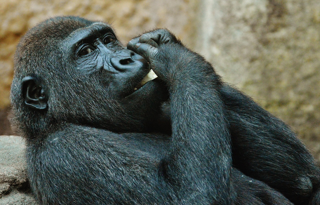 Beždžionė, Gorila, Valgyti, Zoologijos Sodas, Gyvūnas, Laukinis Gyvūnas, Tierpark Hellabrunn, Munich, Nemokamos Nuotraukos,  Nemokama Licenzija