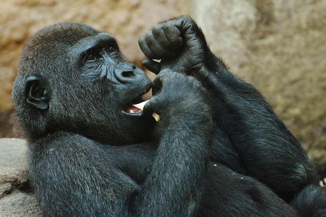 Beždžionė, Gorila, Valgyti, Zoologijos Sodas, Gyvūnas, Laukinis Gyvūnas, Tierpark Hellabrunn, Munich, Nemokamos Nuotraukos,  Nemokama Licenzija