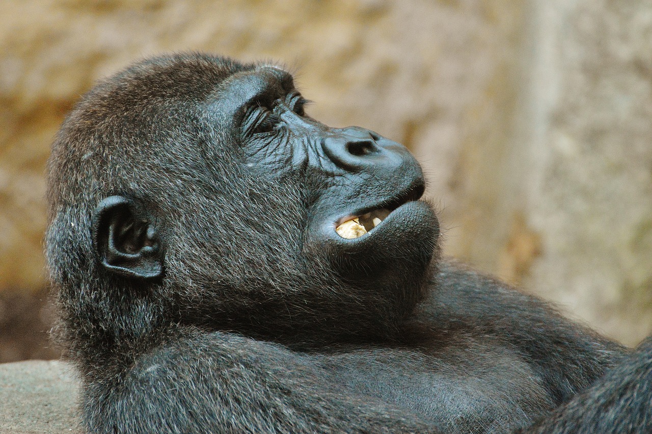 Beždžionė, Gorila, Valgyti, Zoologijos Sodas, Gyvūnas, Laukinis Gyvūnas, Tierpark Hellabrunn, Munich, Nemokamos Nuotraukos,  Nemokama Licenzija