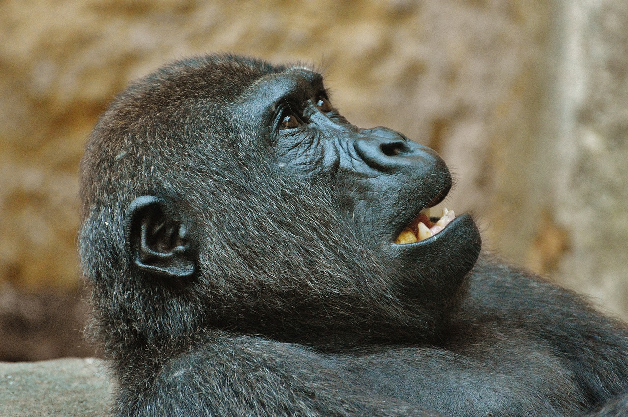 Beždžionė, Gorila, Zoologijos Sodas, Gyvūnas, Laukinis Gyvūnas, Tierpark Hellabrunn, Munich, Nemokamos Nuotraukos,  Nemokama Licenzija