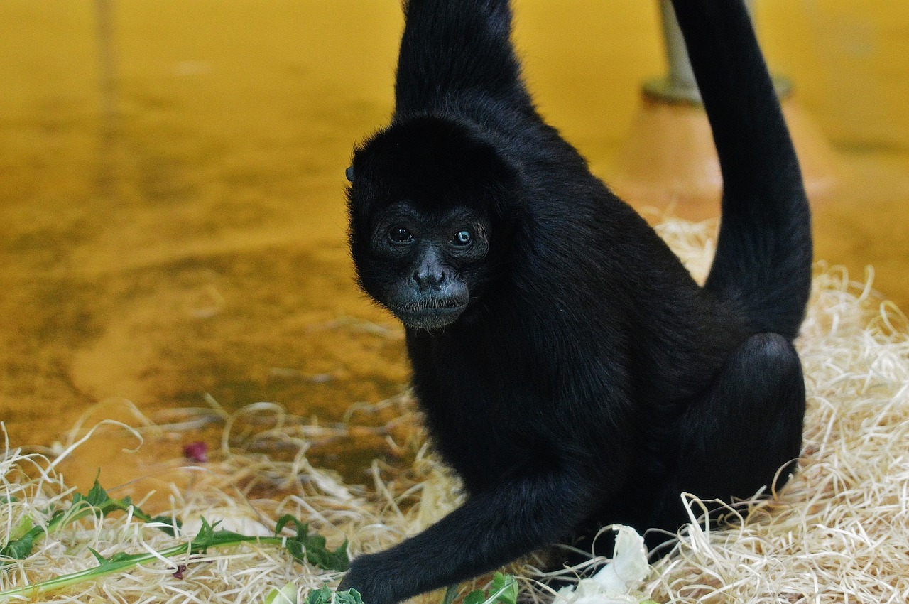 Beždžionė, Gyvūnas, Zoologijos Sodas, Gamta, Žinduolis, Beždžionių Portretas, Tierpark Hellabrunn, Munich, Nemokamos Nuotraukos,  Nemokama Licenzija