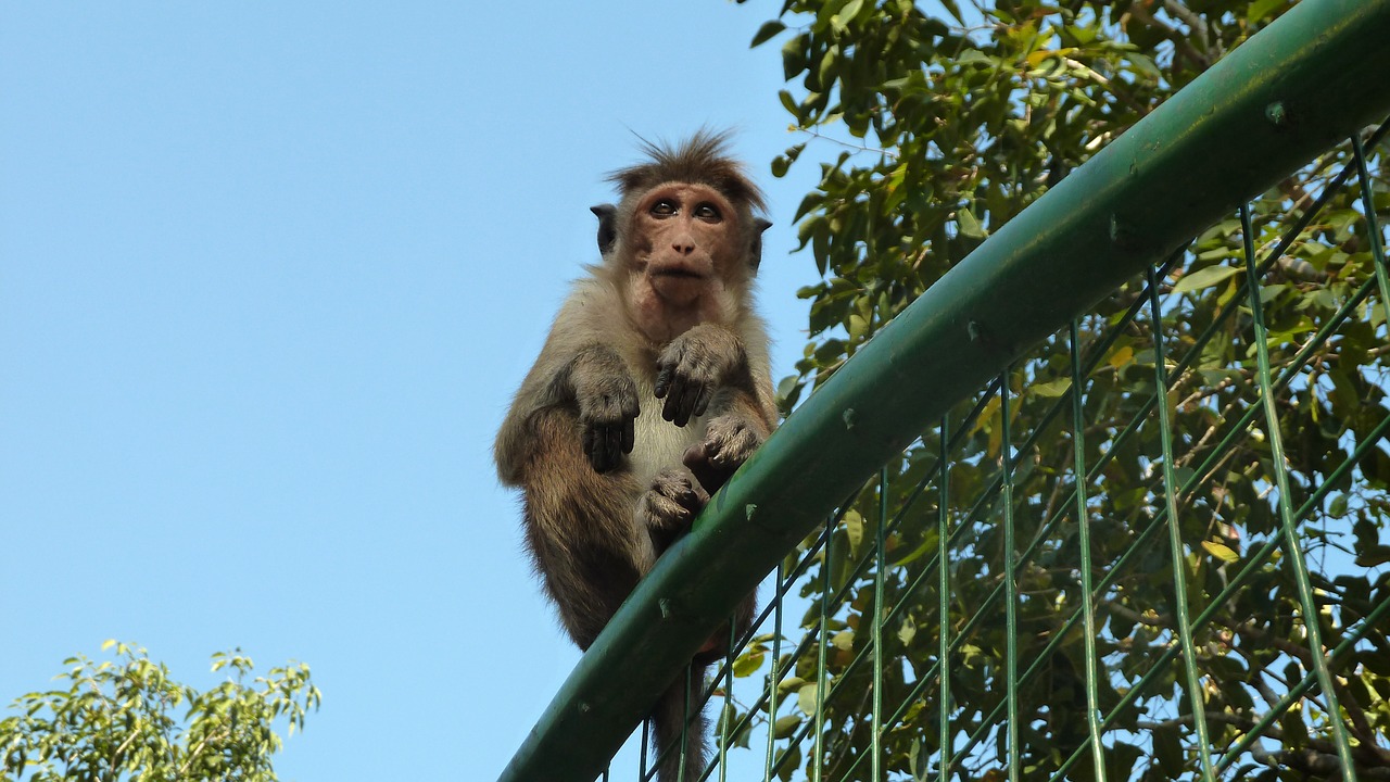 Beždžionė, Makake, Šri Lanka, Nemokamos Nuotraukos,  Nemokama Licenzija