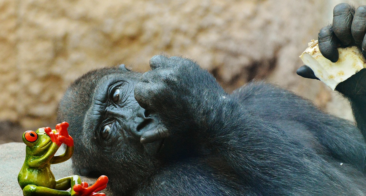 Beždžionė, Gorila, Valgyti, Varlė, Baimė, Juokinga, Zoologijos Sodas, Gyvūnas, Laukinis Gyvūnas, Tierpark Hellabrunn