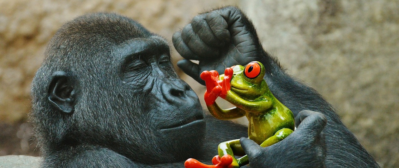 Beždžionė, Gorila, Valgyti, Varlė, Baimė, Juokinga, Zoologijos Sodas, Gyvūnas, Laukinis Gyvūnas, Tierpark Hellabrunn