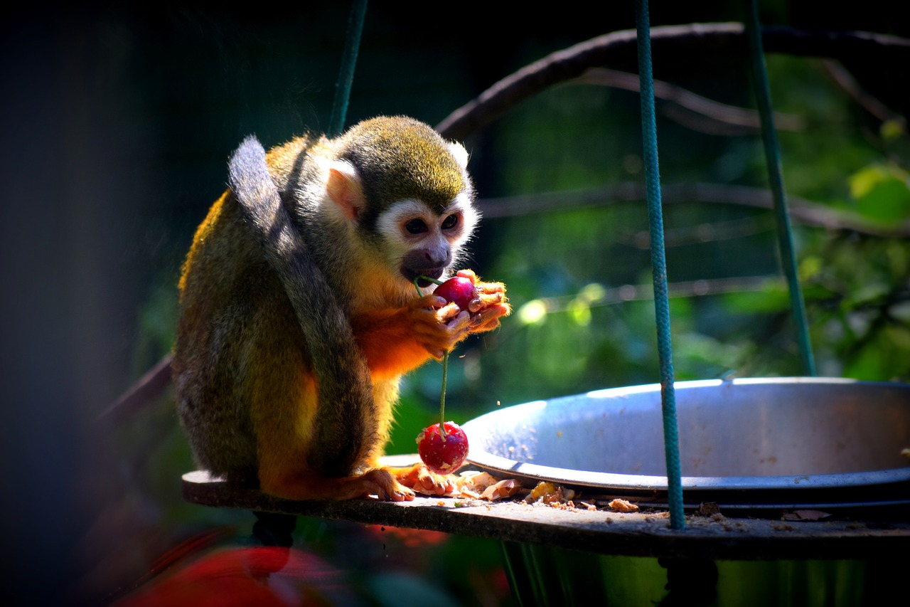 Beždžionė, Zoologijos Sodas, Maistas, Nemokamos Nuotraukos,  Nemokama Licenzija