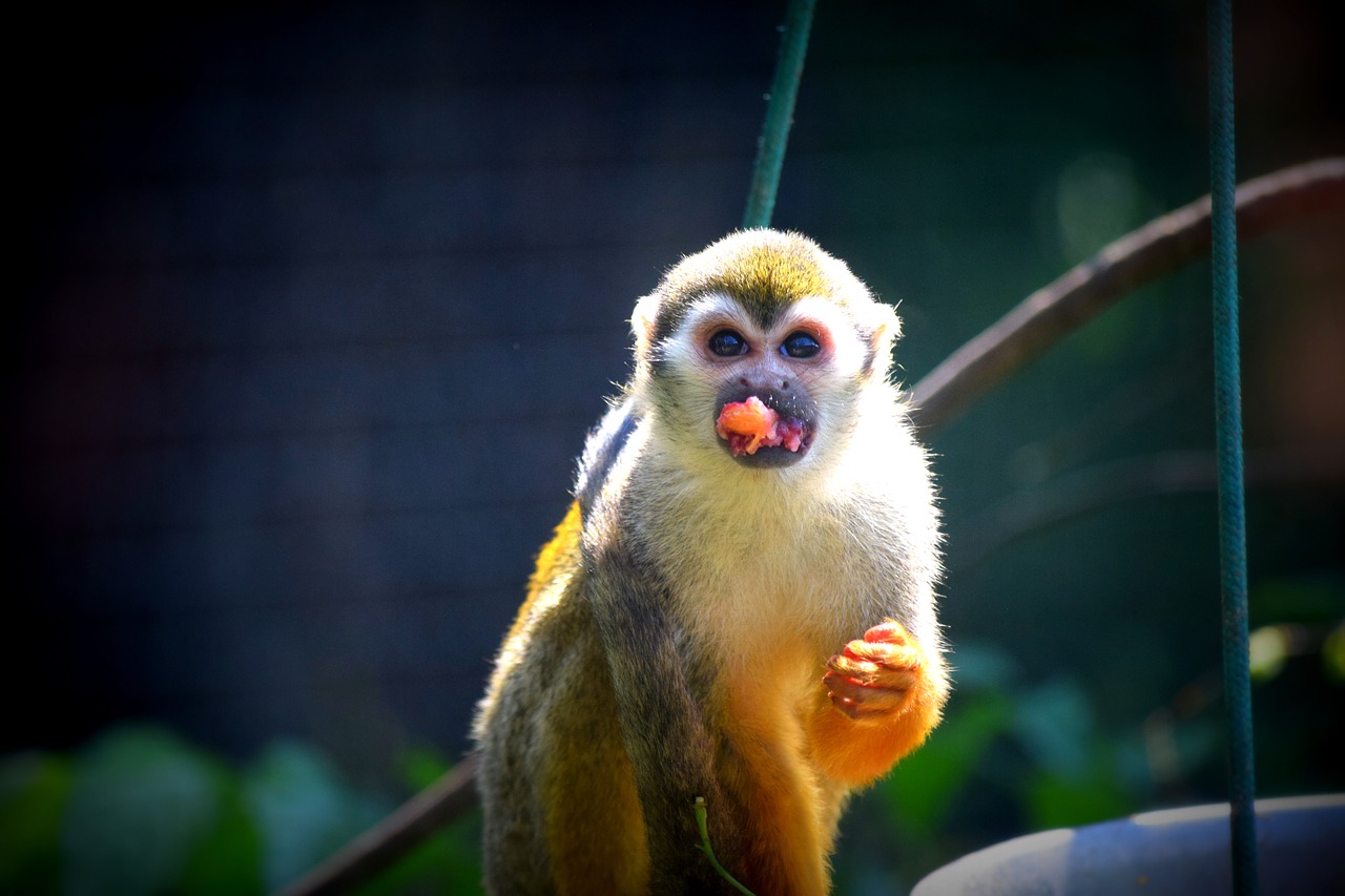 Beždžionė, Maistas, Zoologijos Sodas, Nemokamos Nuotraukos,  Nemokama Licenzija