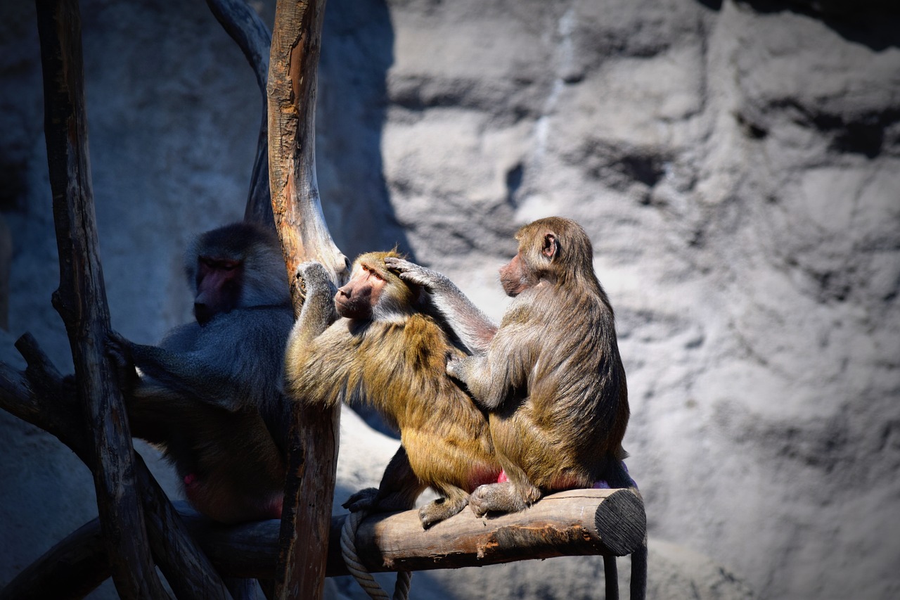 Beždžionė, Beždžionės, Zoologijos Sodas, Nemokamos Nuotraukos,  Nemokama Licenzija