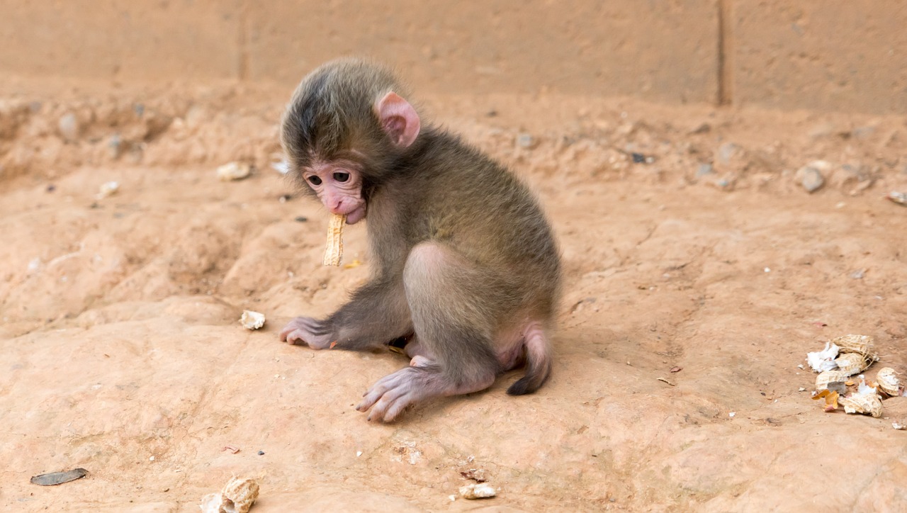 Beždžionė, Kūdikis, Valgyti Žemės Riešutų, Gyvūnas, Laukinė Gamta, Žinduolis, Jaunas, Mažas, Mielas, Arashiyama Beždžionių Parkas