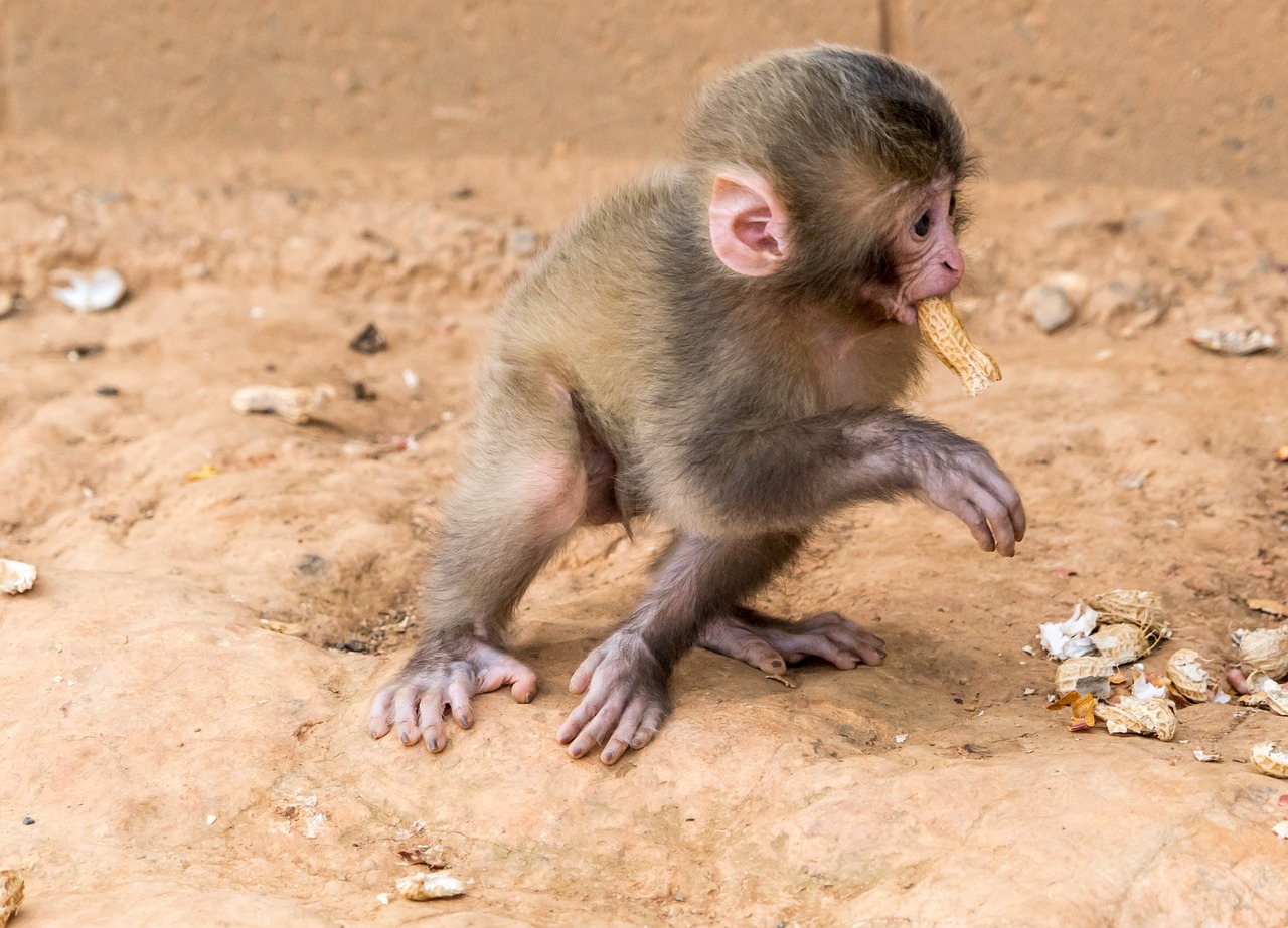 Beždžionė, Kūdikis, Valgyti Žemės Riešutų, Gyvūnas, Laukinė Gamta, Žinduolis, Jaunas, Mažas, Mielas, Arashiyama Beždžionių Parkas