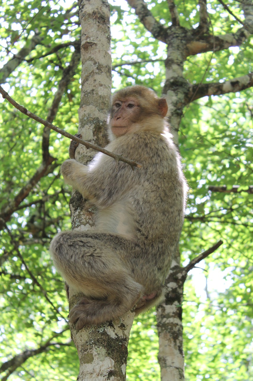 Beždžionė, Gyvūnų Parkas, Zoologijos Sodas, Medžiai, Nemokamos Nuotraukos,  Nemokama Licenzija