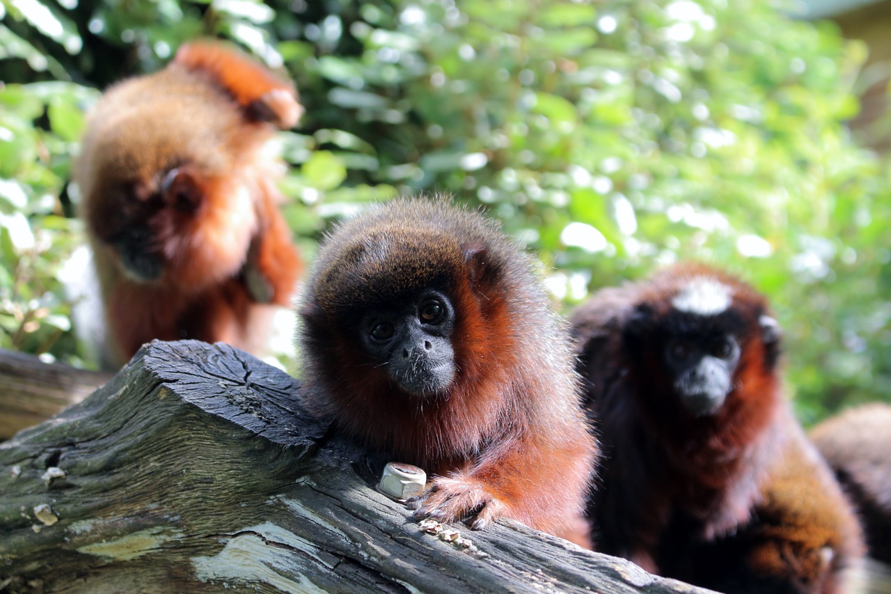 Beždžionė, Zoologijos Sodas, France, Ruda, Bagažinė, Lapai, Nemokamos Nuotraukos,  Nemokama Licenzija