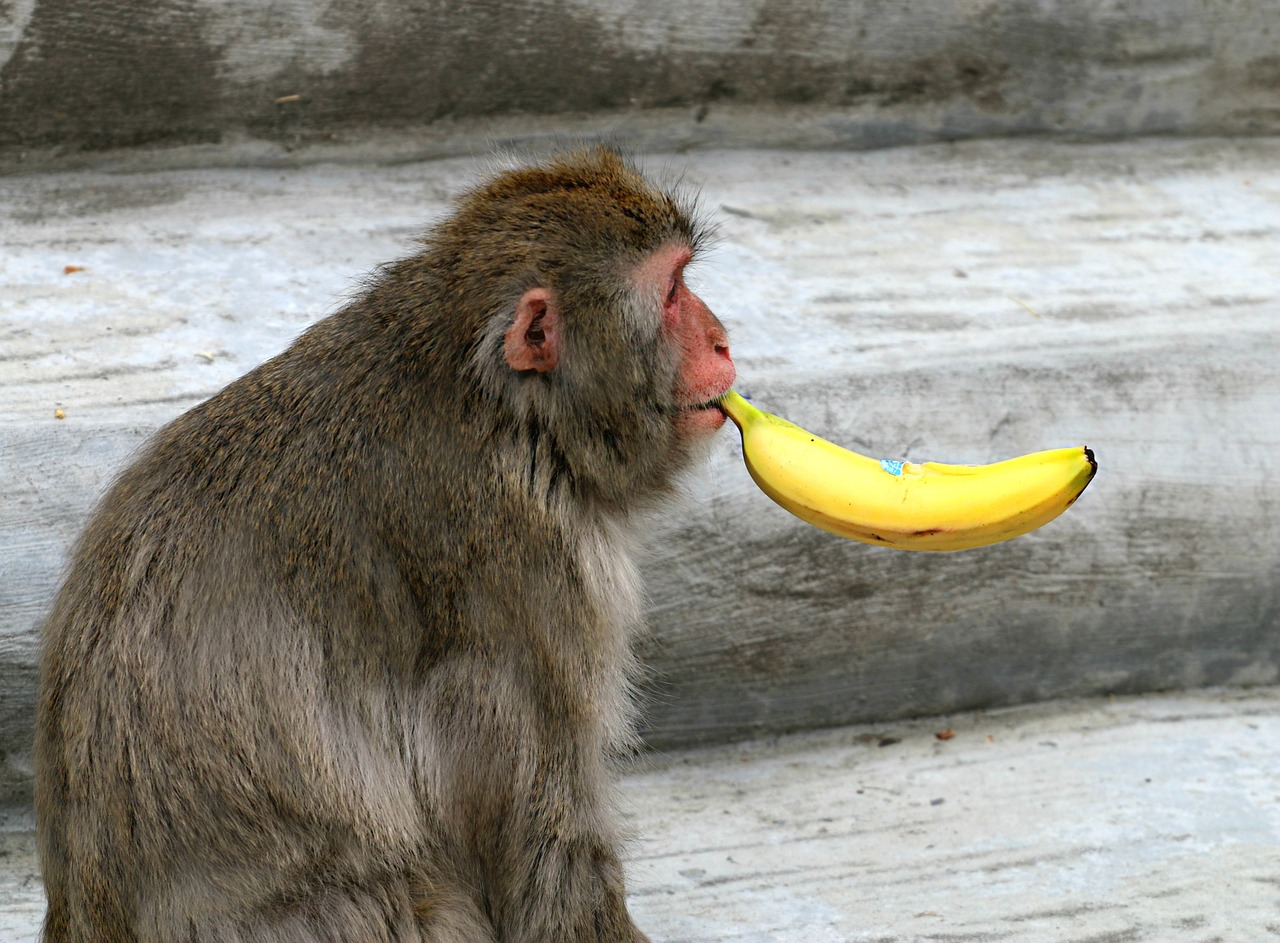 Beždžionė, Bananas, Rūkymas, Sveikata, Zoologijos Sodas, Pokštas, Maistas, Cigaras, Bosas, Nemokamos Nuotraukos