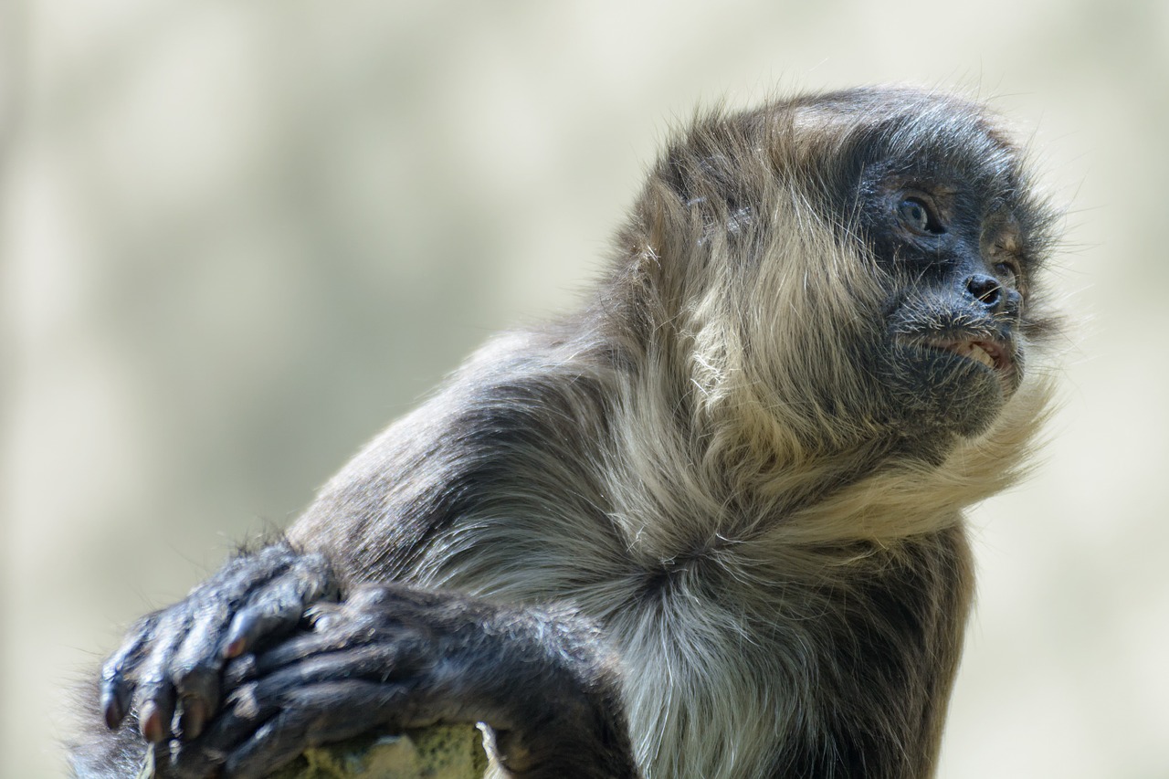 Beždžionė, Galva, Gyvūnų Portretas, Uždaryti, Zoologijos Sodas, Nemokamos Nuotraukos,  Nemokama Licenzija