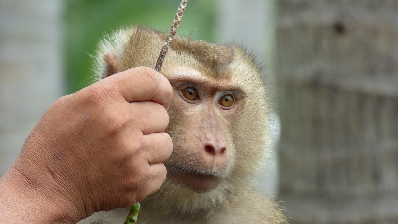 Beždžionė, Affchen, Gyvūnas, Zoologijos Sodas, Gamta, Tailandas, Kokoso, Nemokamos Nuotraukos,  Nemokama Licenzija