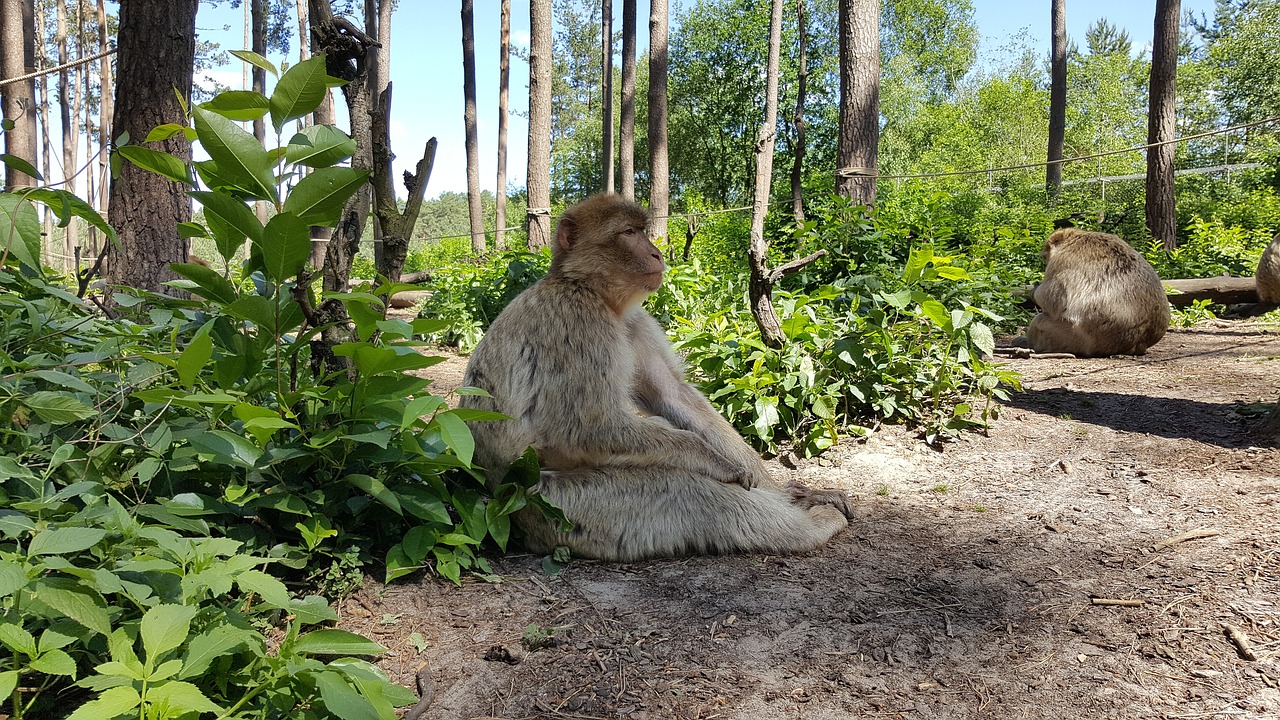 Beždžionė, Vaizdas, Zoologijos Sodas, Žinduolis, Gyvūnas, Akys, Affchen, Gamta, Gyvūnų Pasaulis, Išraiška