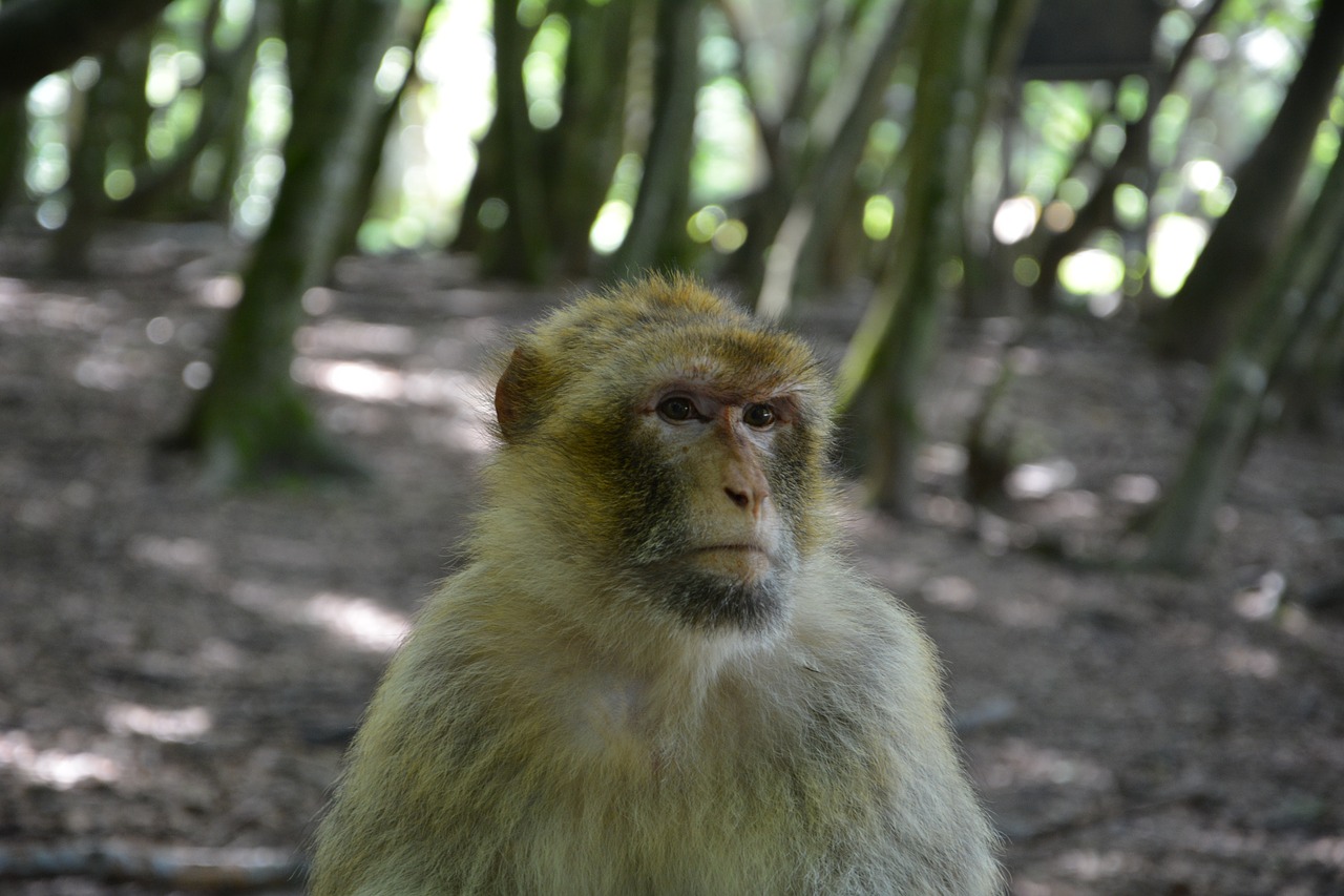 Beždžionė, Barbary Ape, Affchen, Žinduoliai, Nemokamos Nuotraukos,  Nemokama Licenzija